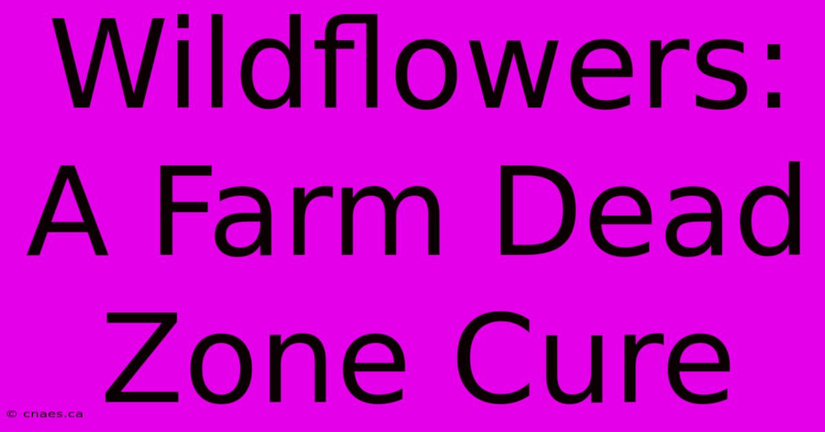 Wildflowers: A Farm Dead Zone Cure