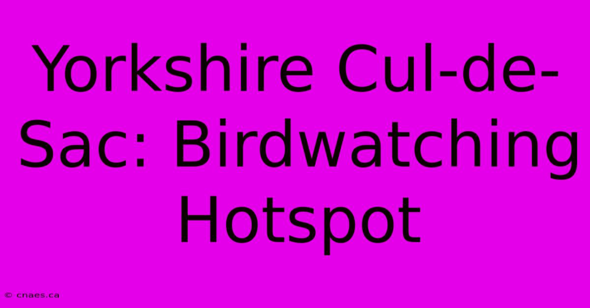 Yorkshire Cul-de-Sac: Birdwatching Hotspot 